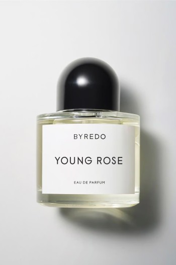 Young rose Young rose